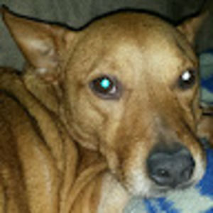 Meet your Posher, Barry